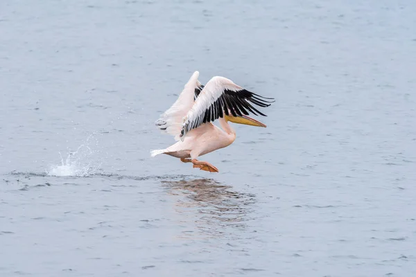 Gran pelícano blanco despegando de la laguna en Walvis Bay —  Fotos de Stock