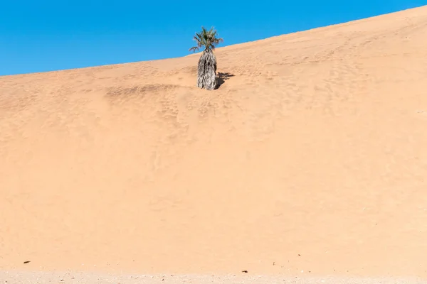 Palmboom opgeslokt door duin 7 bij Walvisbaai — Stockfoto