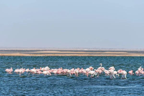 Lesser and greater flamingos feeding in lagoon at Walvis Bay — Stock Photo, Image