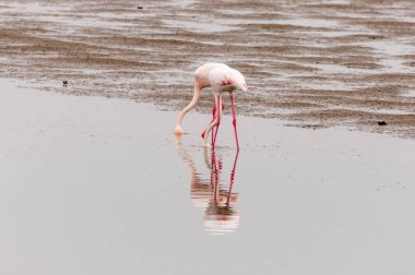 Büyük Flamingo Walvis Bay lagoon besleme