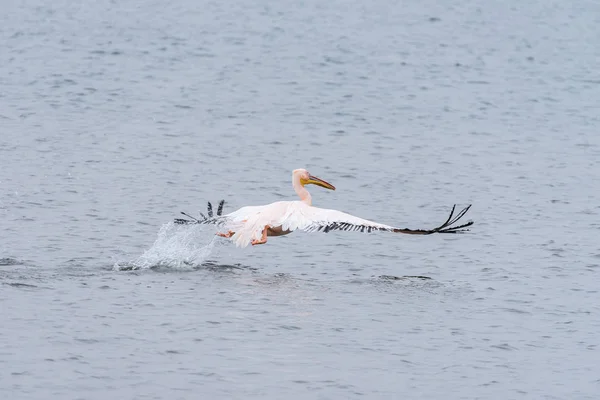 Großer weißer Pelikan hebt von der Lagune in der Walvisbucht ab — Stockfoto