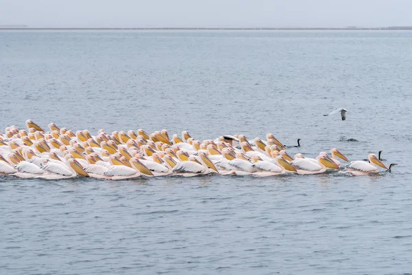 Great white pelicans swimming in formation — Stock Photo, Image