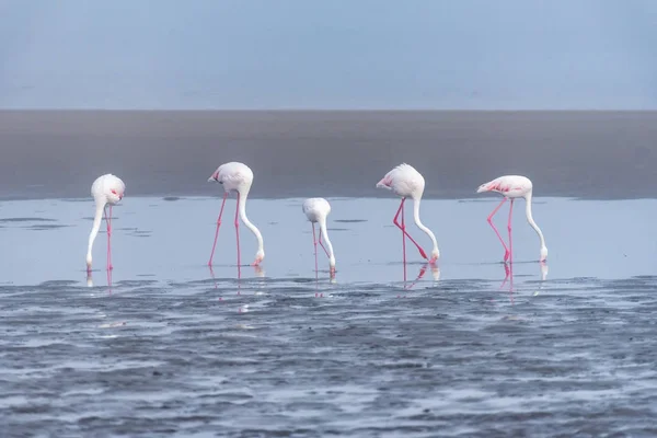 Cinco Flamingos Maiores se alimentando na lagoa na Baía de Walvis — Fotografia de Stock