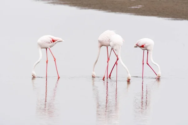 Greater Flamingos feeding in the lagoon at Walvis Bay — Stock Photo, Image