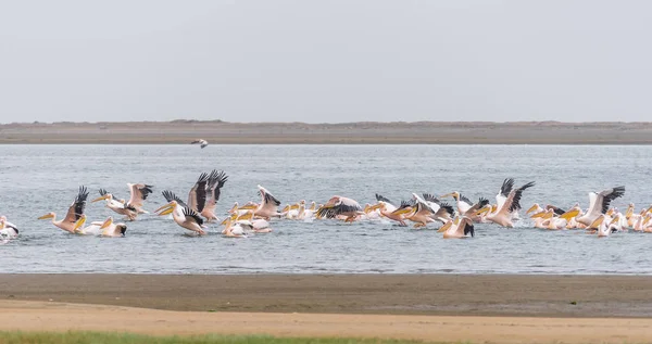 Great white pelicans landing in the lagoon in Walvis Bay — Stock Photo, Image