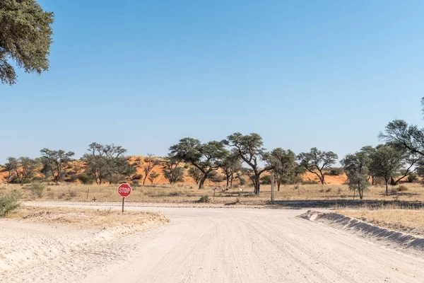 Uscita strada da Askham con Camelthorn alberi dune di sabbia rossa — Foto Stock