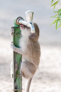 Vervet monkey drinking water from a leaking tap at Augrabies clipart