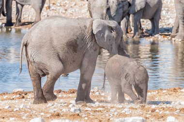 Afrika fili anne ve genç yavrusu