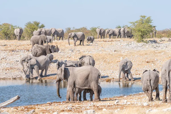 Large herd of African elephants, Loxodonta africana, at a waterh