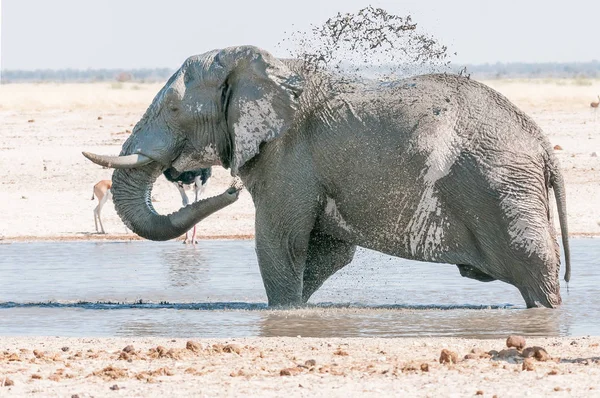 Afrikai elefánt sár fürödtem, például egy víznyelő — Stock Fotó