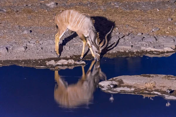 Kudu eau potable au point d'eau pendant l'heure bleue — Photo