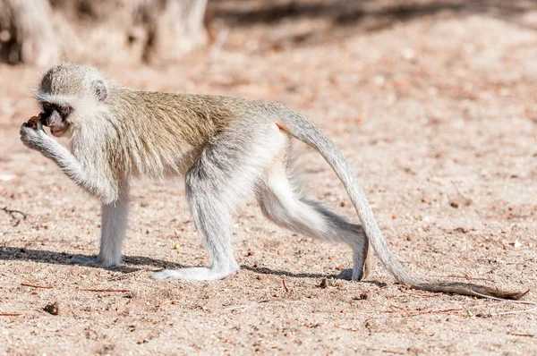 Singe vervet avec queue allongée et nourriture à la main — Photo