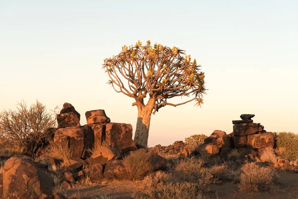 Sunrise at the quiver tree forest at Garas Park — Stock Photo, Image