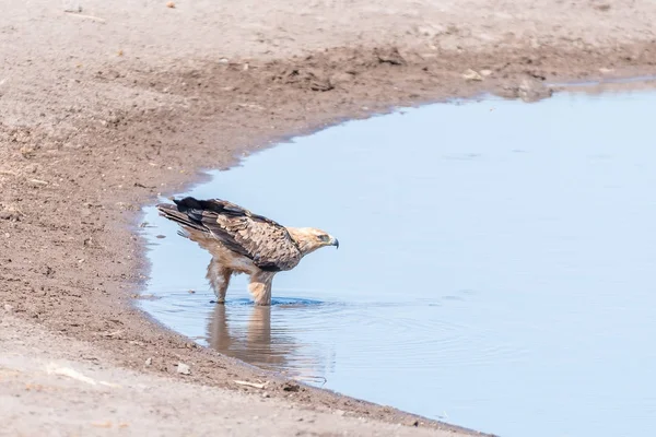 Tawny eagle in a waterhole in northern Namibia — Stock Photo, Image