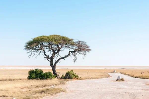 Boom met Etosha Pan in noordelijk Namibië in de rug — Stockfoto