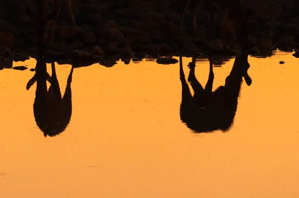 Reflexões de duas vacas Greater Kudu ao pôr do sol no poço — Fotografia de Stock