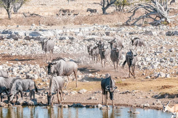 Agua potable de ñus azul en un pozo de agua en el norte de Namibi —  Fotos de Stock