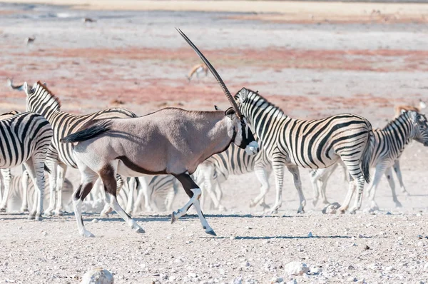 An oryx or gemsbok, running past Burchells zebras — Stock Photo, Image