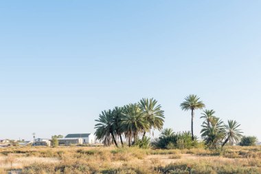 Çeşme Rietfontein palmiye ağaçları arasında