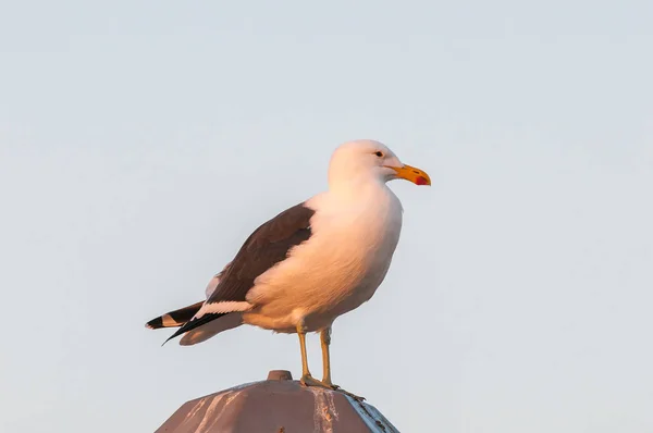 Mewa w zachodzące słońce w Walvis Bay — Zdjęcie stockowe