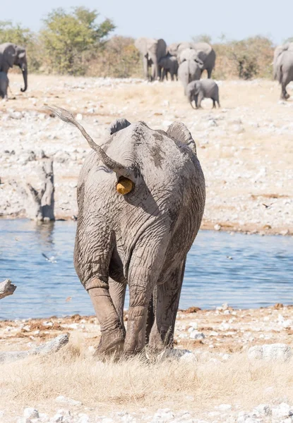 African elephant pooing at a waterhole in Northern Namibia — Stock Photo, Image