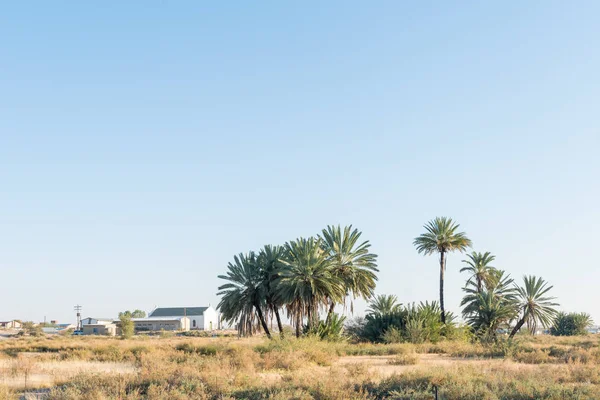 Fontein tussen palmbomen in Rietfontein — Stockfoto