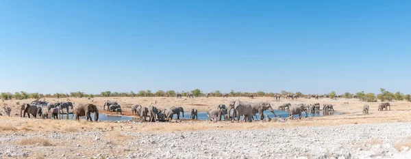 Panorama of herd of African elephants at waterhole in Namibia — Stock Photo, Image