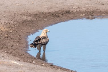 Bir su birikintisinin Kuzey Namibya sarımsı kahverengi kartal 