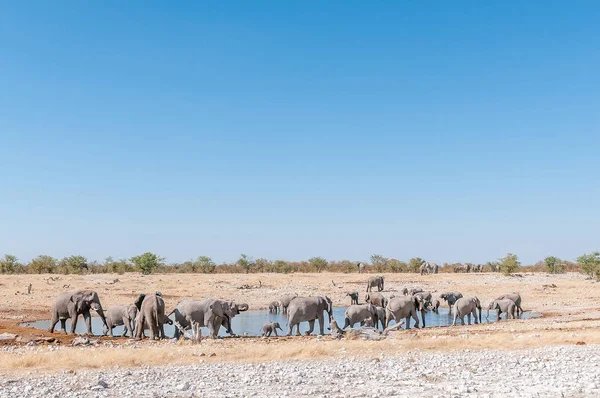 Большое стадо африканских слонов, Loxodonta africana, у реки — стоковое фото