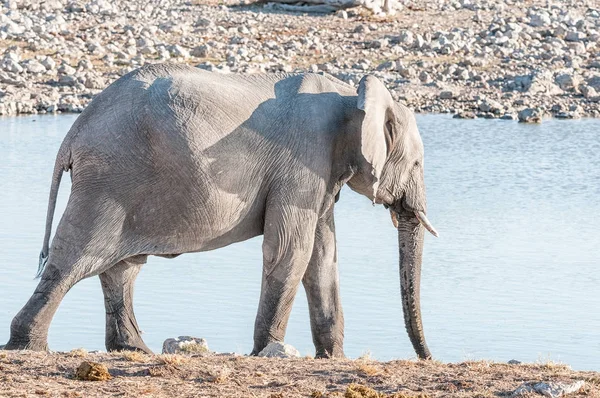 Elefante africano en un pozo de agua en el norte de Namibia — Foto de Stock