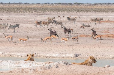 Afrika antilobu, springbok ve Burchell zebralar izlemek lionesses