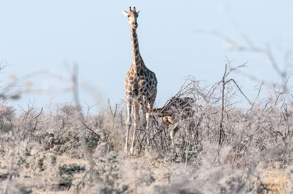 Namibian giraffe cow with a calf suckling — Stock Photo, Image