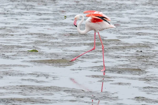 Greater Flamingo walking in the lagoon at Walvis Bay — Stock Photo, Image