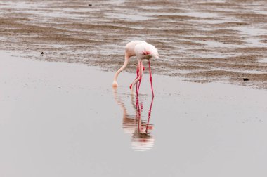Büyük Flamingo Walvis Bay lagoon besleme
