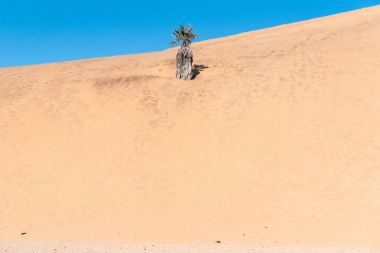 Dune 7'de Walvis Bay tarafından yuttu palmiye ağacı