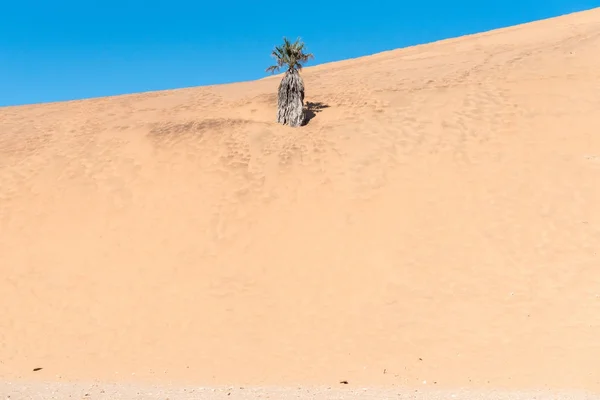 Palm tree engulfed by dune 7 at Walvis Bay — Stock Photo, Image