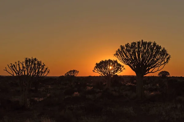 Silhouettes au coucher du soleil d'arbres frémissants et de rochers à Garas — Photo