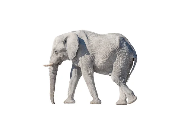 Elefante africano, aislado en blanco, cubierto de calcreta blanca — Foto de Stock