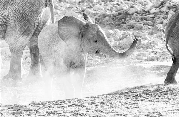 Bezerro elefante africano monocromático ao pôr-do-sol no norte da Namíbia — Fotografia de Stock