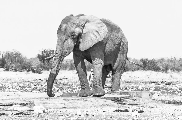 Afrikanischer Elefant, loxodonta africana — Stockfoto