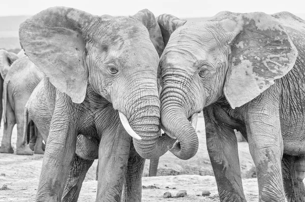 Elefantes africanos monocromáticos que interagem — Fotografia de Stock