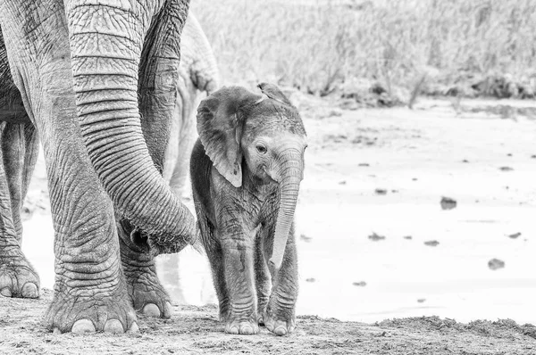Pequeno bezerro elefante africano monocromático — Fotografia de Stock