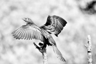 Tek renkli Reed karabatak