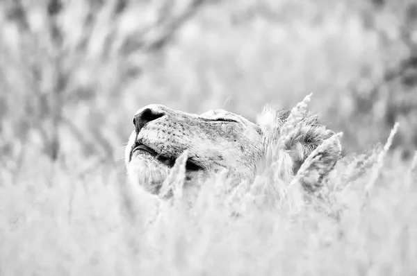 カラハリ砂漠では白黒の雄ライオン — ストック写真
