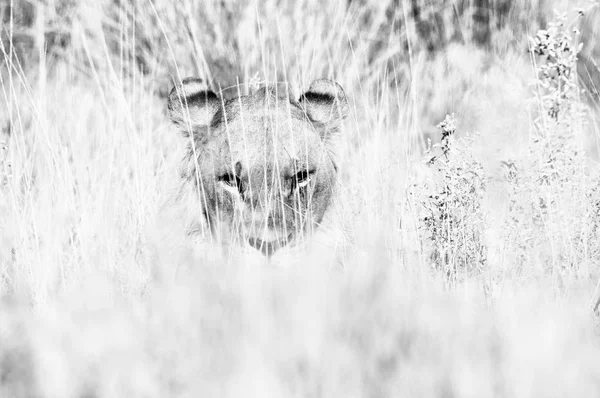 Lion caché dans l'herbe. Monochrome — Photo