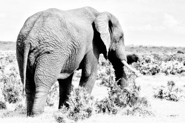 Tek renkli Afrika fili, Güney Afrika