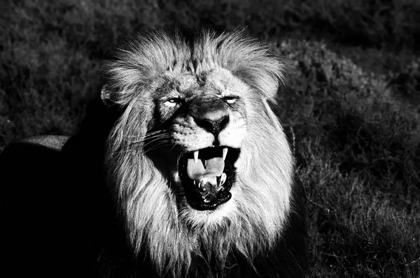 Een Kalahari Leeuw, Panthera leo. Zwart-wit — Stockfoto