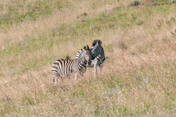 Two Burchells zebras, Equus quagga burchellii, interacting — Stock Photo, Image