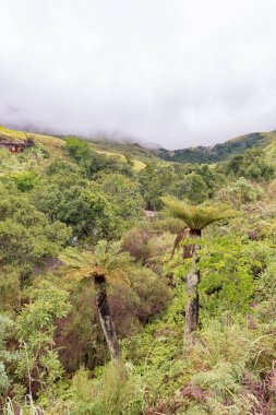 Ortak Güney Afrika veya otlak ağaç Ferns, Cyathea dregei