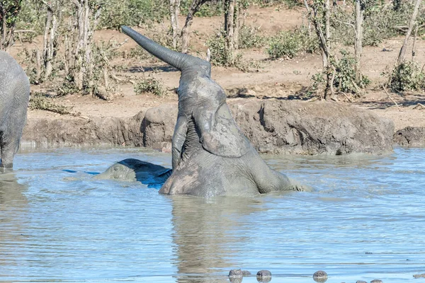 Dos terneros de elefante africanos jugando en un pozo de agua fangoso — Foto de Stock